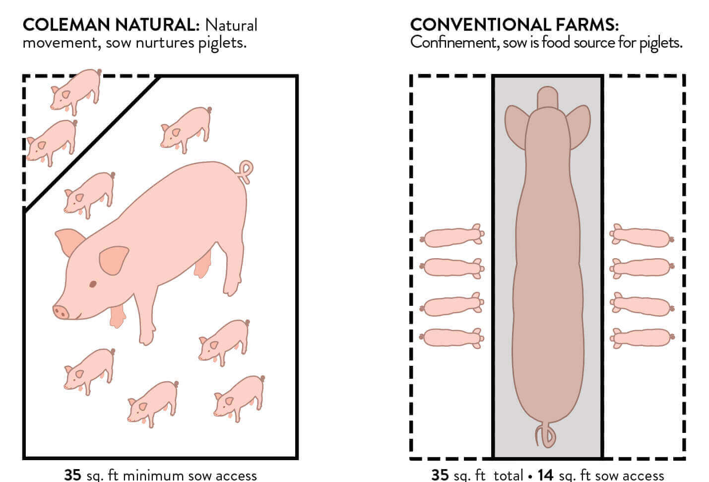 Infographic farrowing